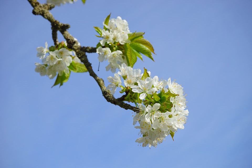 Cherry Blossom Vanlifediary